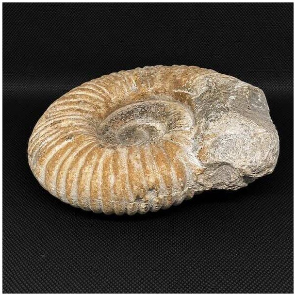 Stor ammonit fossil fra Madagaskar med markante ribber, velbevaret spiral og karakteristiske strukturer fra Kridttiden.