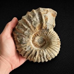 Stor ammonit fossil (Douvilleiceras) fra Madagaskar vist i h�nden for st�rrelsesforhold og flotte naturlige detaljer.