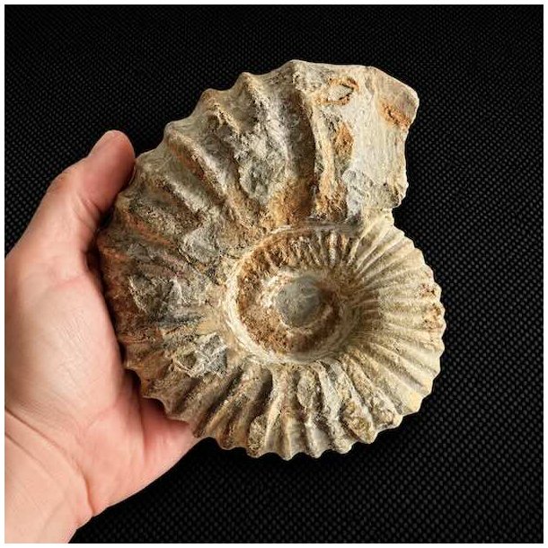 Stor ammonit fossil (Douvilleiceras) fra Madagaskar vist i h�nden for st�rrelsesforhold og flotte naturlige detaljer.