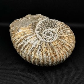�gte ammonit fossil (Douvilleiceras) fra Madagaskar med tydelig spiralform, flotte ribber og naturlige detaljer fra Kridttiden.