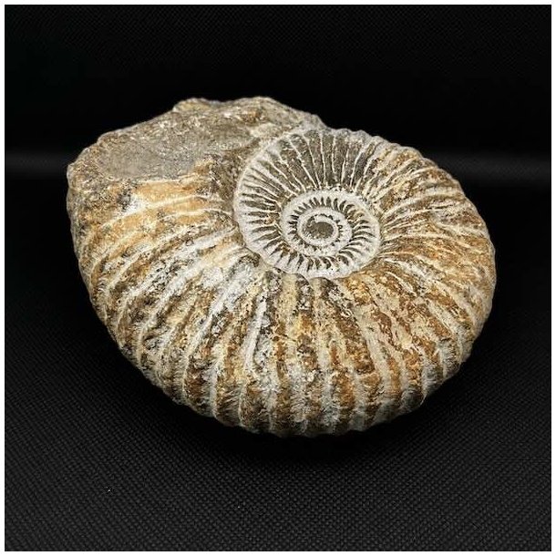 �gte ammonit fossil (Douvilleiceras) fra Madagaskar med tydelig spiralform, flotte ribber og naturlige detaljer fra Kridttiden.