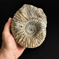 Unikt ammonit fossil fra Madagaskar med velbevaret struktur og imponerende naturlige fossile m�nstre.