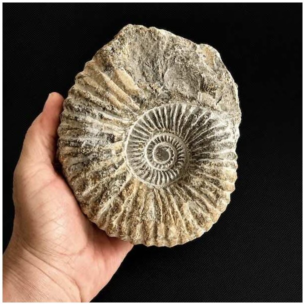 Unikt ammonit fossil fra Madagaskar med velbevaret struktur og imponerende naturlige fossile m�nstre.