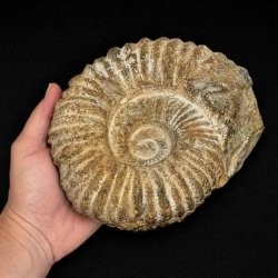 �gte Douvilleiceras ammonit fossil holdt i h�nden som viser fossilens st�rrelse, v�gt og imponerende detaljer.