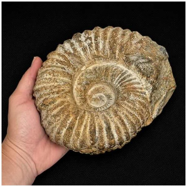 �gte Douvilleiceras ammonit fossil holdt i h�nden som viser fossilens st�rrelse, v�gt og imponerende detaljer.