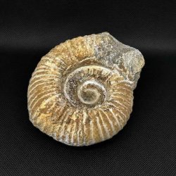�gte ammonit fossil (Douvilleiceras) fra Madagaskar p� 12,6 x 11,2 cm og 1067 gram med flot spiralstruktur og naturlige fossile detaljer.