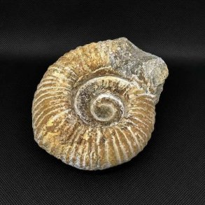 �gte ammonit fossil (Douvilleiceras) fra Madagaskar p� 12,6 x 11,2 cm og 1067 gram med flot spiralstruktur og naturlige fossile detaljer.