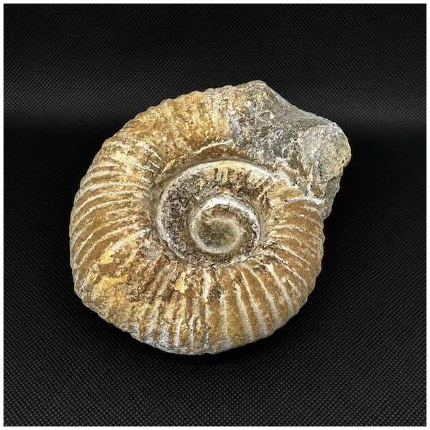 �gte ammonit fossil (Douvilleiceras) fra Madagaskar p� 12,6 x 11,2 cm og 1067 gram med flot spiralstruktur og naturlige fossile detaljer.