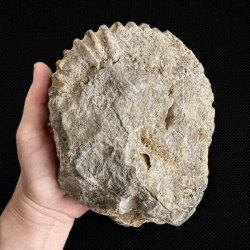 Bagside af �gte ammonit fossil fra Madagaskar med naturlige fossile aflejringer og r� mineralstruktur.