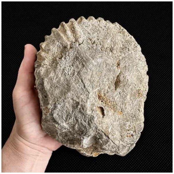 Bagside af �gte ammonit fossil fra Madagaskar med naturlige fossile aflejringer og r� mineralstruktur.