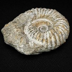 N�rbillede af ammonit fossil fra Madagaskar med velbevaret spiralstruktur og tydelige kamre fra Kridttiden.