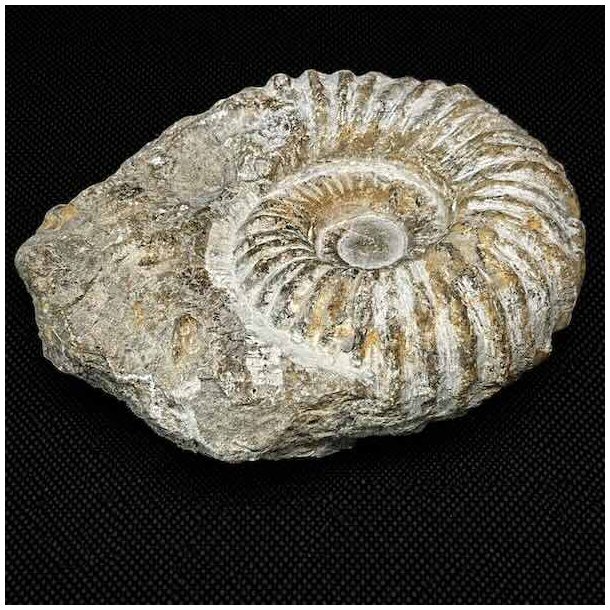N�rbillede af ammonit fossil fra Madagaskar med velbevaret spiralstruktur og tydelige kamre fra Kridttiden.