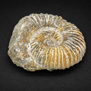 �gte ammonit fossil (Douvilleiceras) fra Madagaskar med flot spiralstruktur og markante fossile detaljer fra Kridttiden.