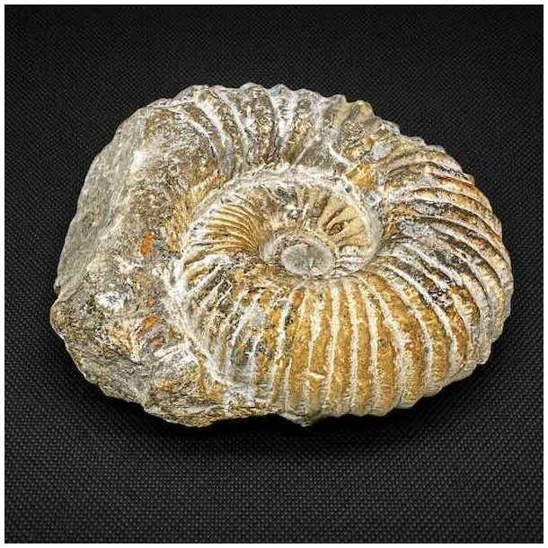�gte ammonit fossil (Douvilleiceras) fra Madagaskar med flot spiralstruktur og markante fossile detaljer fra Kridttiden.