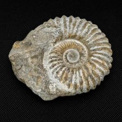 �gte ammonit fossil (Douvilleiceras) fra Madagaskar med markante ribber, flot spiral og naturlige fossile detaljer.