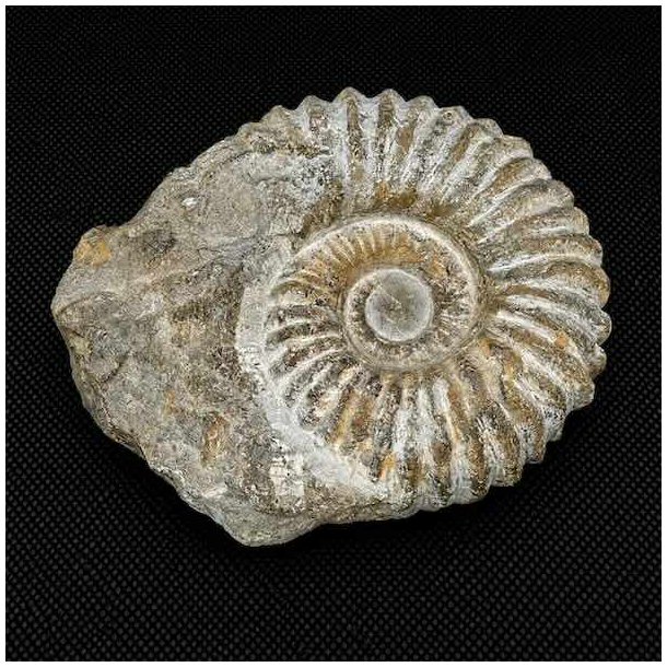 �gte ammonit fossil (Douvilleiceras) fra Madagaskar med markante ribber, flot spiral og naturlige fossile detaljer.