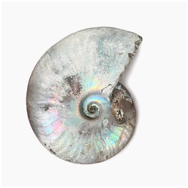 Ammonit iriserende UNIKA | Ml 9 x 7,4 cm