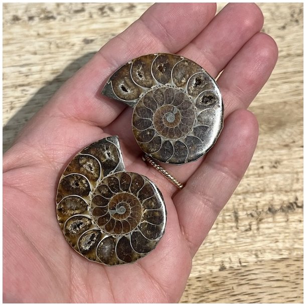 Ammonit par opaliseret 
