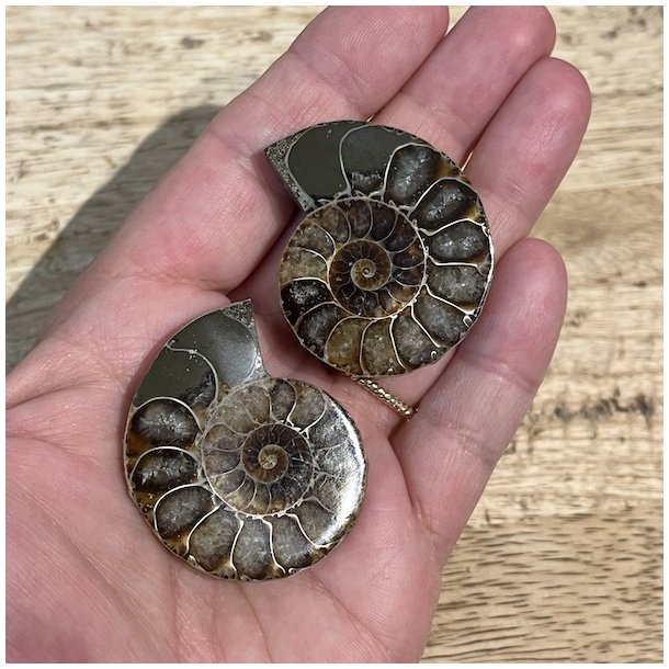 Ammonit par opaliseret