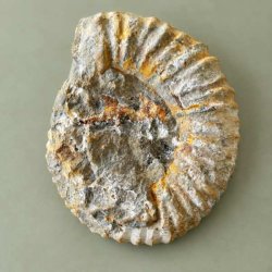 K�mpe r� Kranaosphinctes ammonit fra Marokko � 4536-gram