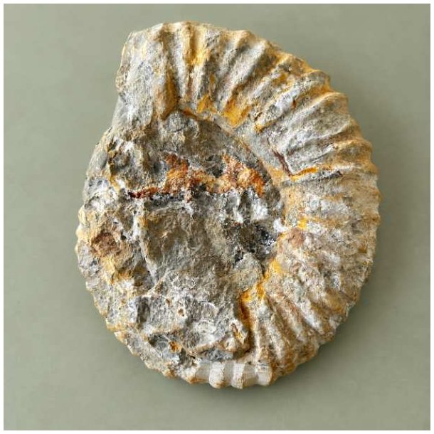 K�mpe r� Kranaosphinctes ammonit fra Marokko � 4536-gram