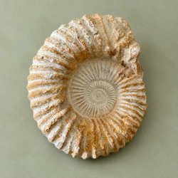 K�mpe r� Kranaosphinctes ammonit fra Marokko � 4536-gram