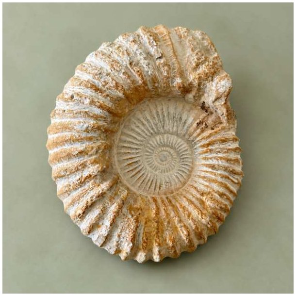 K�mpe r� Kranaosphinctes ammonit fra Marokko � 4536-gram