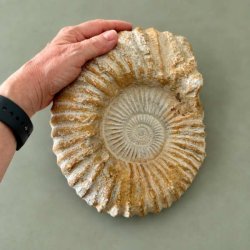 K�mpe r� Kranaosphinctes ammonit fra Marokko � 4536-gram