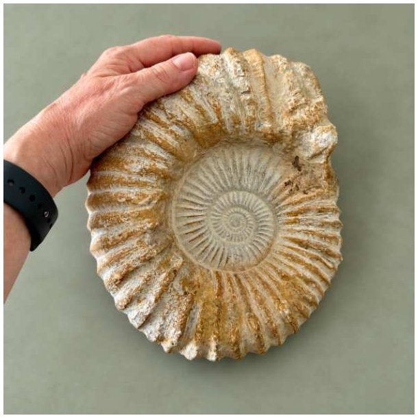 K�mpe r� Kranaosphinctes ammonit fra Marokko � 4536-gram