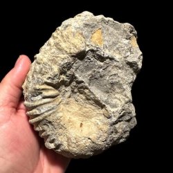 Bagsiden af et Calycoceras ammonitfossil fra Marokko med r�, naturlige fossile strukturer, holdt i h�nden.