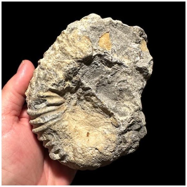 Bagsiden af et Calycoceras ammonitfossil fra Marokko med r�, naturlige fossile strukturer, holdt i h�nden.