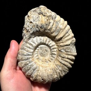 Calycoceras ammonitfossil fra Marokko med tydelig spiral og naturlige detaljer, holdt i h�nden.
