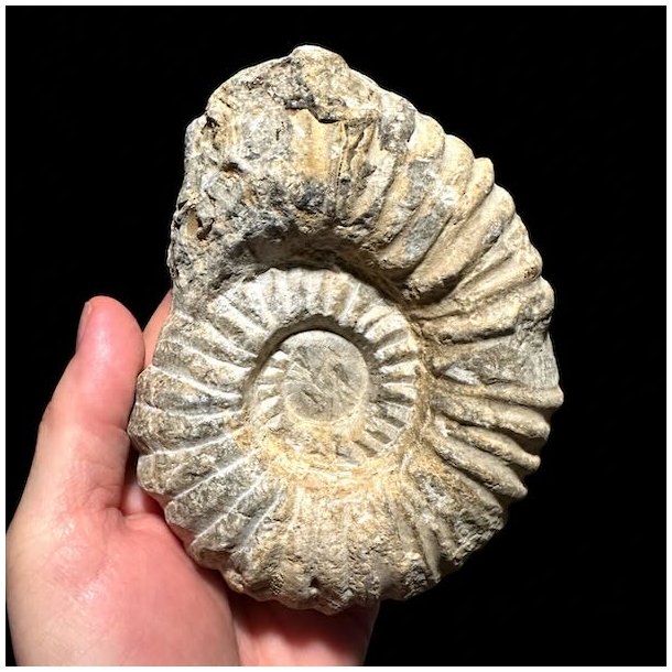 Calycoceras ammonitfossil fra Marokko med tydelig spiral og naturlige detaljer, holdt i h�nden.