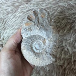 Calycoceras ammonitfossil fra Marokko holdt i h�nden, s� fossillets st�rrelse og karakteristiske spiralform kan ses.