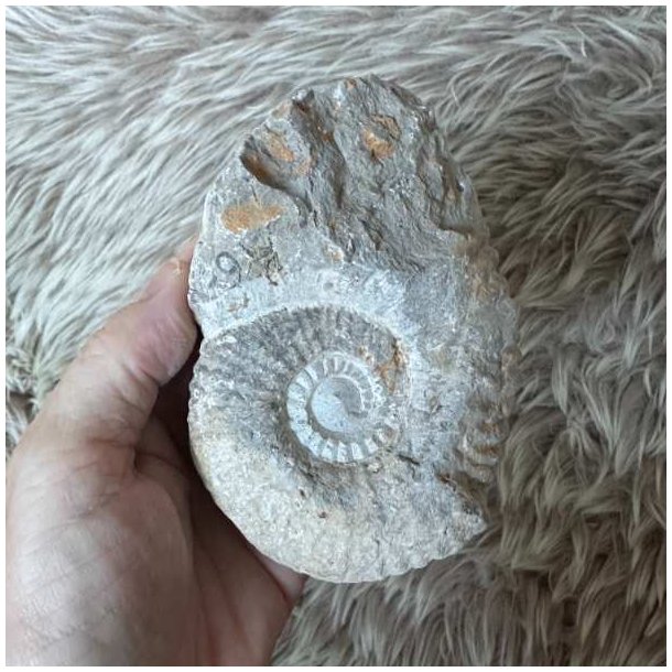 Calycoceras ammonitfossil fra Marokko holdt i h�nden, s� fossillets st�rrelse og karakteristiske spiralform kan ses.