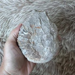 Bagsiden af Calycoceras ammonitfossil fra Marokko med naturlig stenstruktur og lyse og brunlige farvenuancer.