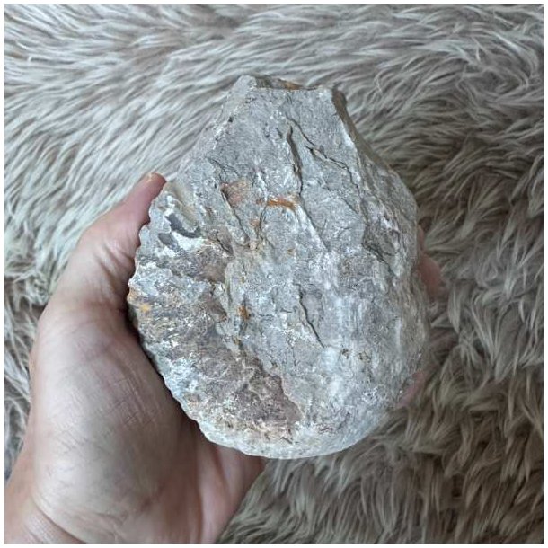 Bagsiden af Calycoceras ammonitfossil fra Marokko med naturlig stenstruktur og lyse og brunlige farvenuancer.