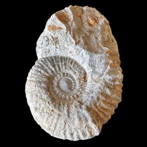 Calycoceras ammonitfossil fra Marokko fotograferet forfra p� sort baggrund med spiralformet skal og naturlige rustfarvede detaljer.