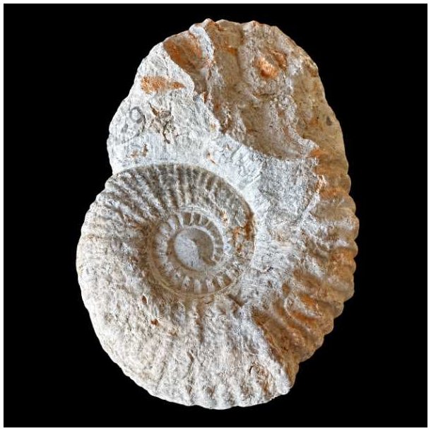 Calycoceras ammonitfossil fra Marokko fotograferet forfra p� sort baggrund med spiralformet skal og naturlige rustfarvede detaljer.