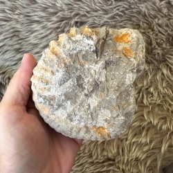 Ammonit fra Marokko, 10 � 9 cm, til samlere af fossiler.