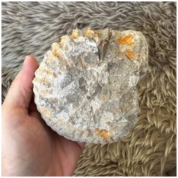 Ammonit fra Marokko, 10 � 9 cm, til samlere af fossiler.