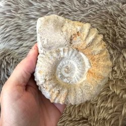 Marokkansk ammonitfossil med naturlige strukturer til fossilsamlingen.