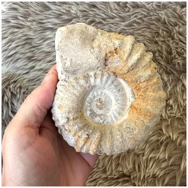 Marokkansk ammonitfossil med naturlige strukturer til fossilsamlingen.