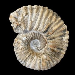 Ammonitfossil fra Marokko p� 387 gram og 10 � 8,5 cm.