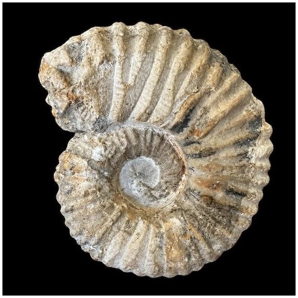 Ammonitfossil fra Marokko p� 387 gram og 10 � 8,5 cm.