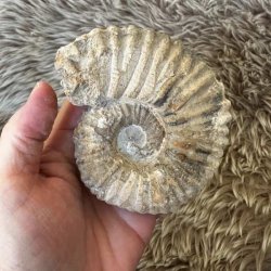 Calycoceras fossil fra Marokko til en samling af naturhistoriske fund.