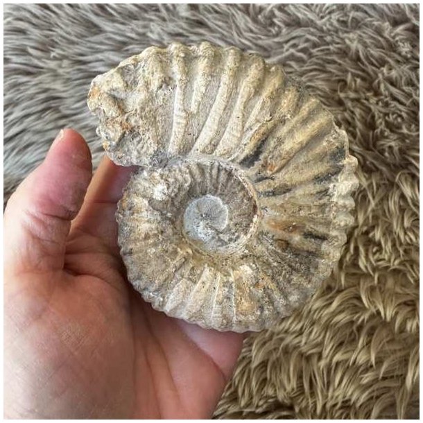 Calycoceras fossil fra Marokko til en samling af naturhistoriske fund.