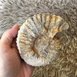Marokkansk ammonitfossil med karakteristiske fossile detaljer.