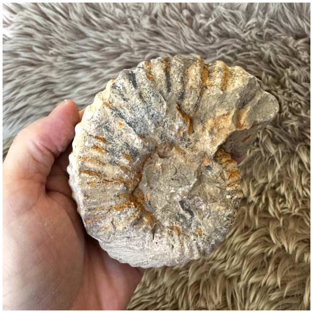 Marokkansk ammonitfossil med karakteristiske fossile detaljer.