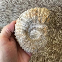 Ammonit fra Marokko med m�lene 10 � 7,2 cm.